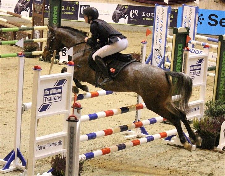 Knabstrupper Nobilitas Equa - Baltic cup 2011  billede 3