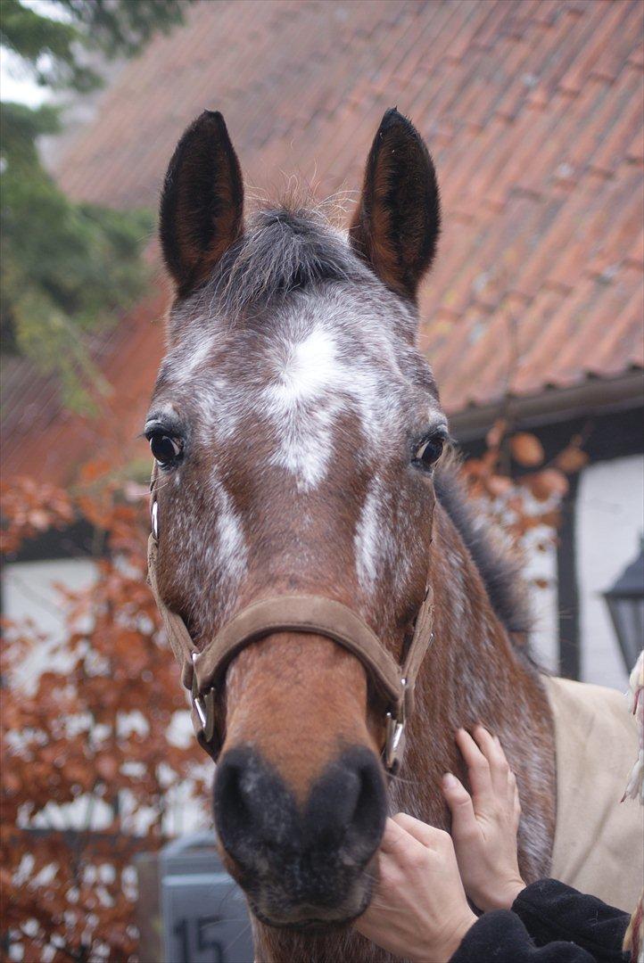 Knabstrupper Nobilitas Equa billede 5