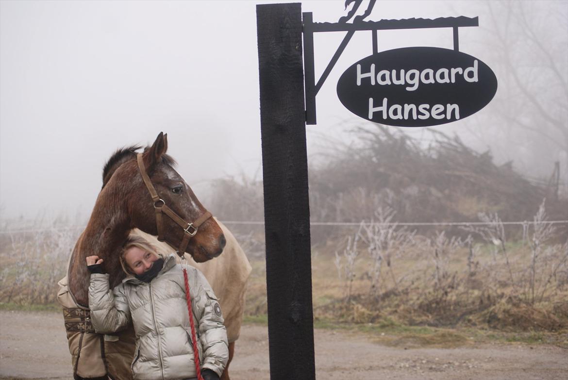 Knabstrupper Nobilitas Equa billede 7