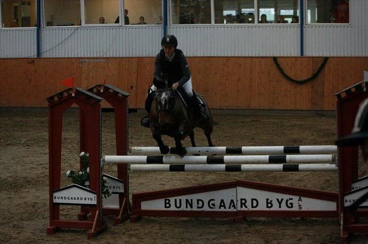 Knabstrupper Nobilitas Equa billede 4