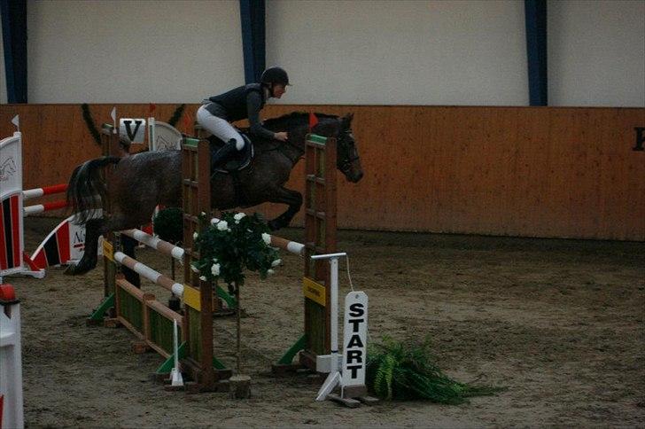 Knabstrupper Nobilitas Equa billede 9