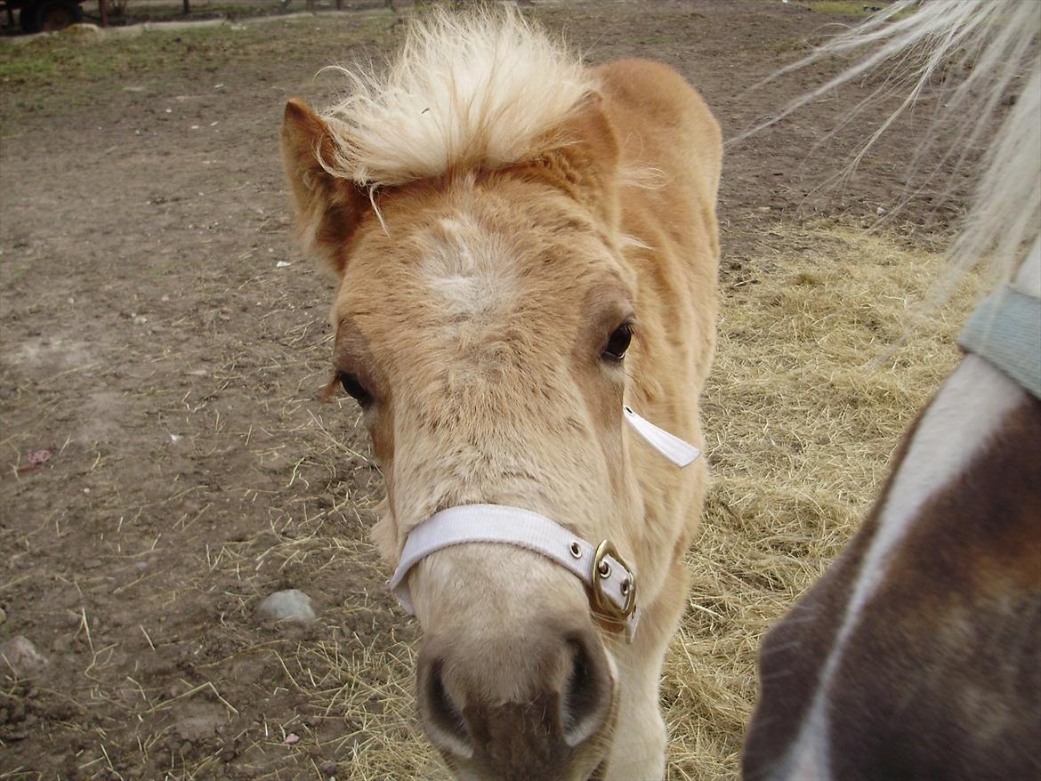 Haflinger Alf Lindegaard solgt - hej mor hvad er det du har der?? mad?? billede 8