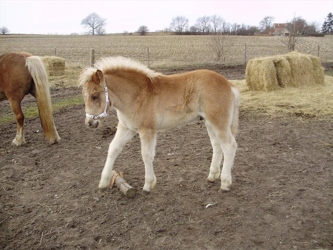 Haflinger Alf Lindegaard solgt - øv når lillebror ik må lege endnu så må jeg jo nøjes.. billede 9