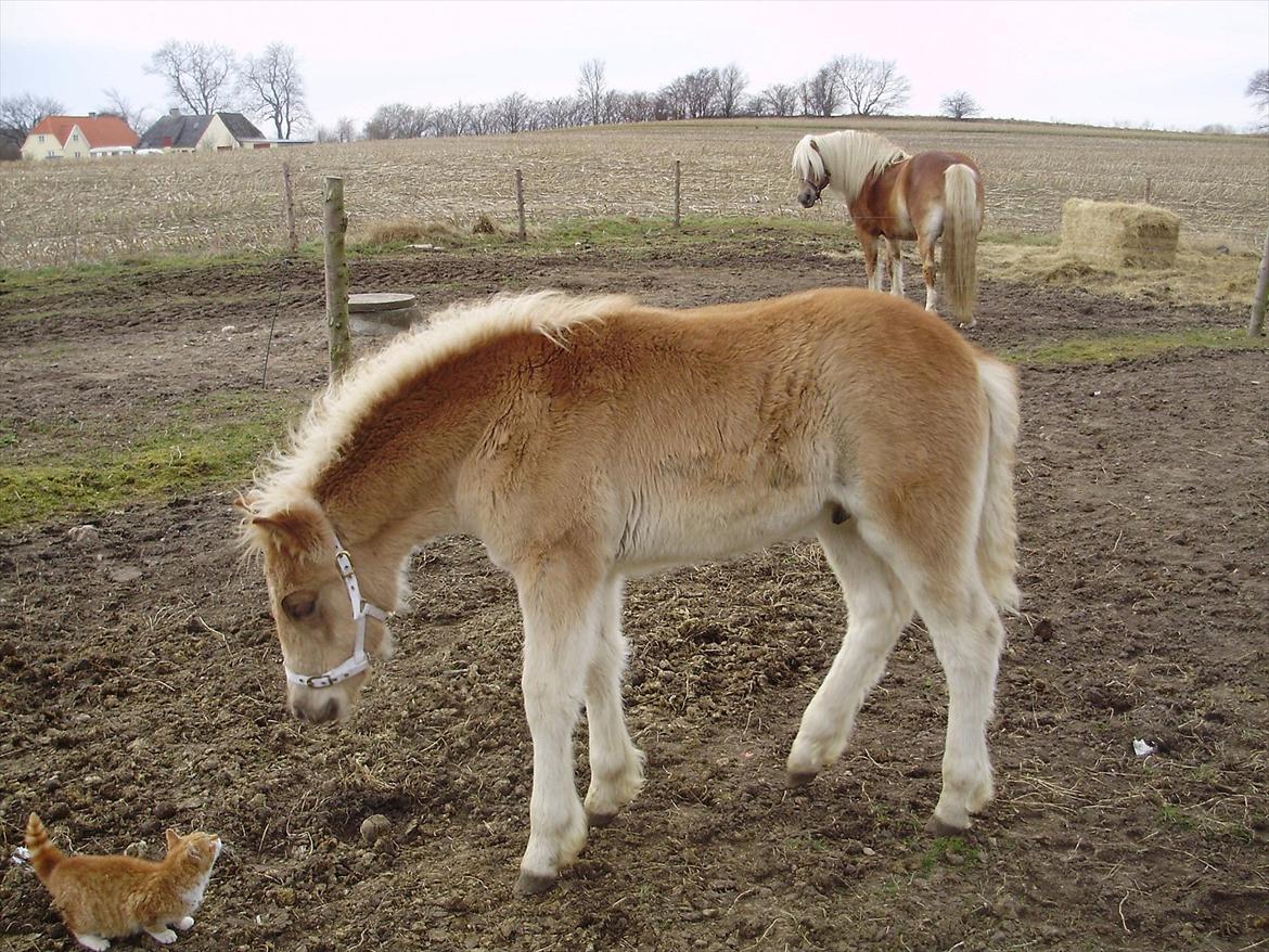 Haflinger Alf Lindegaard solgt - hej lille mis vil du lege?? billede 10