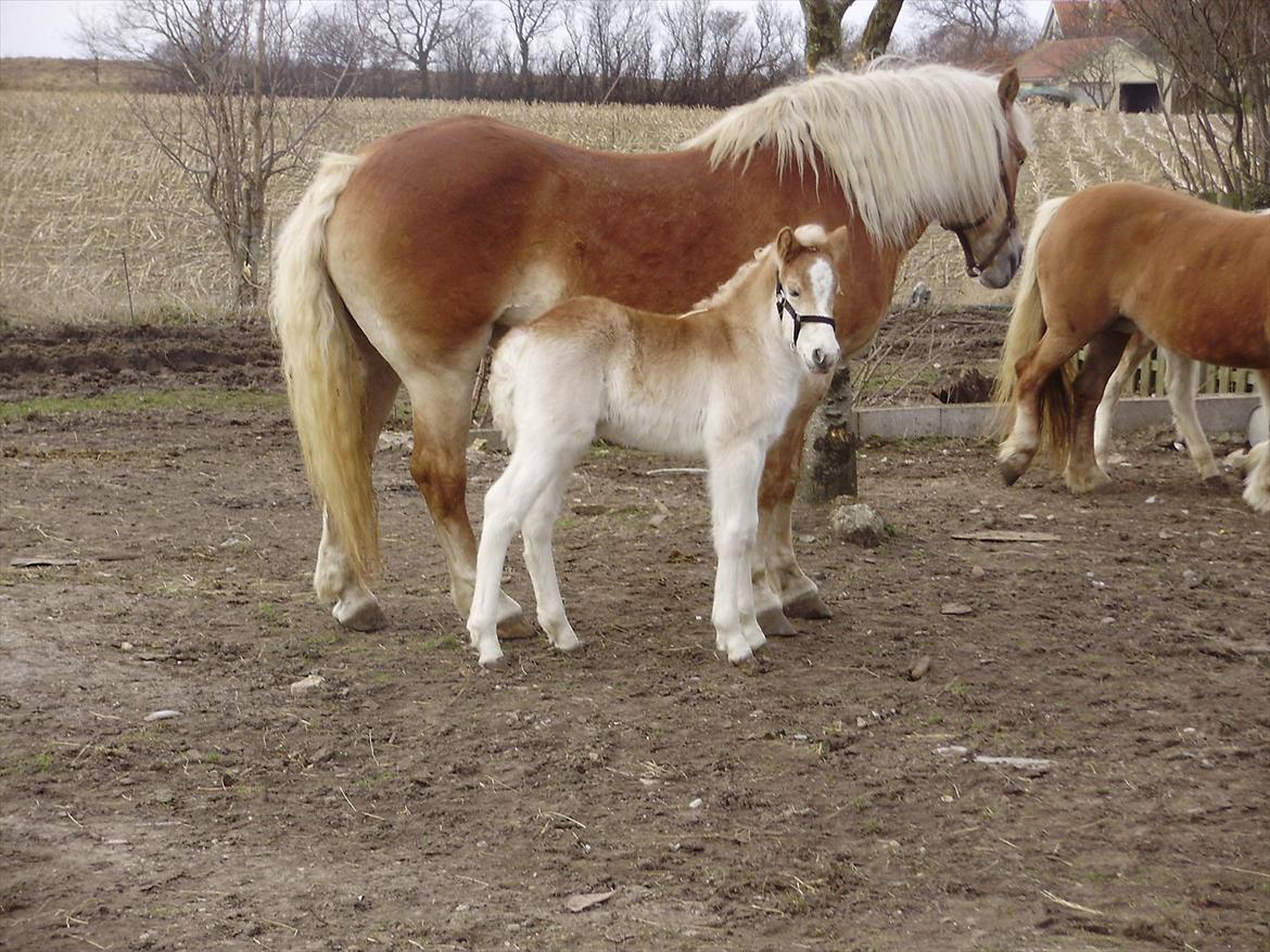 Haflinger Appell Lindegaard solgt billede 5