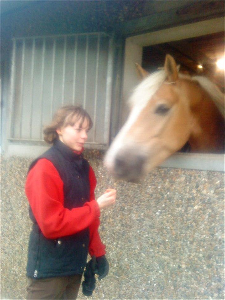 Haflinger Bailey (ejes af HDR) - Bailey er den største nysgerrige tiggeprins :) <3<3 billede 17