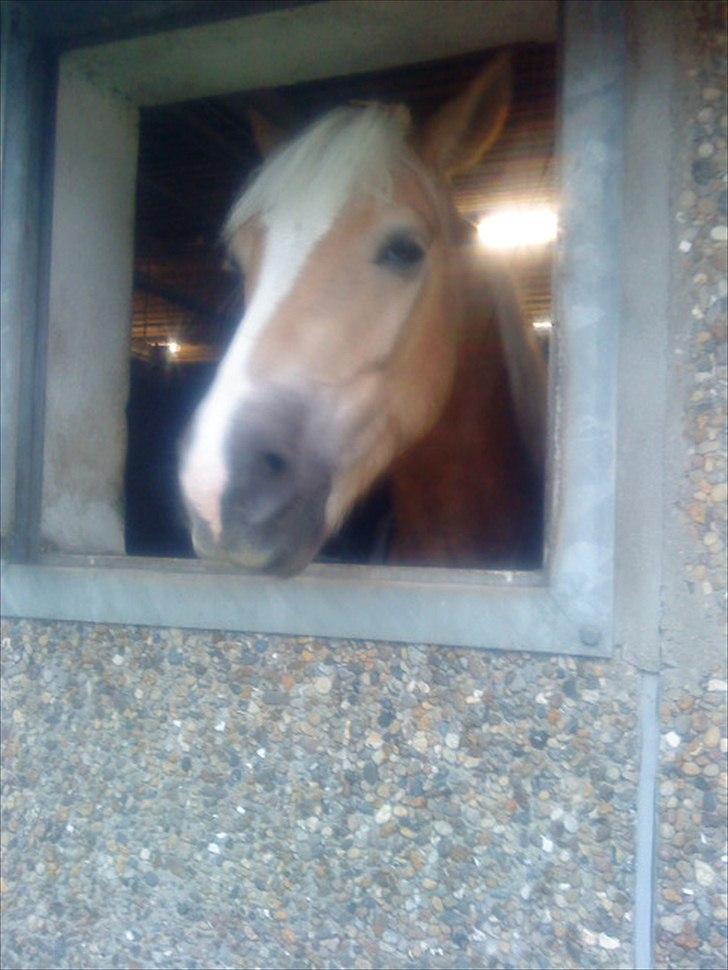 Haflinger Bailey (ejes af HDR) - Smukke Bailey <3<3 :* billede 18