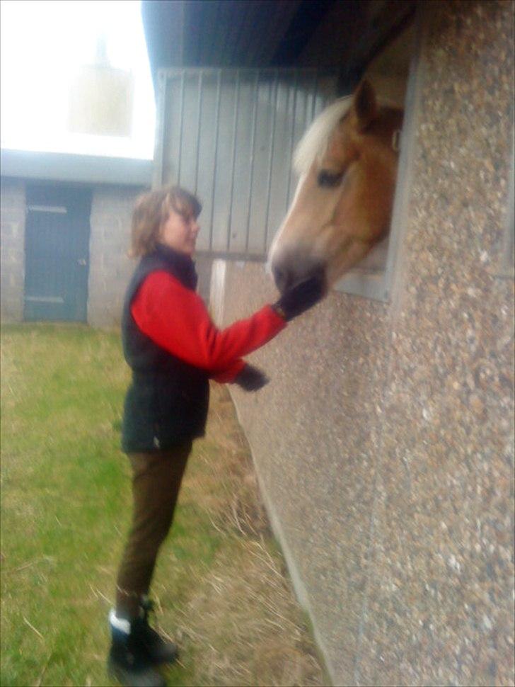 Haflinger Bailey (ejes af HDR) - Mig og smuuukkke Bailey :-) <3<3 billede 19