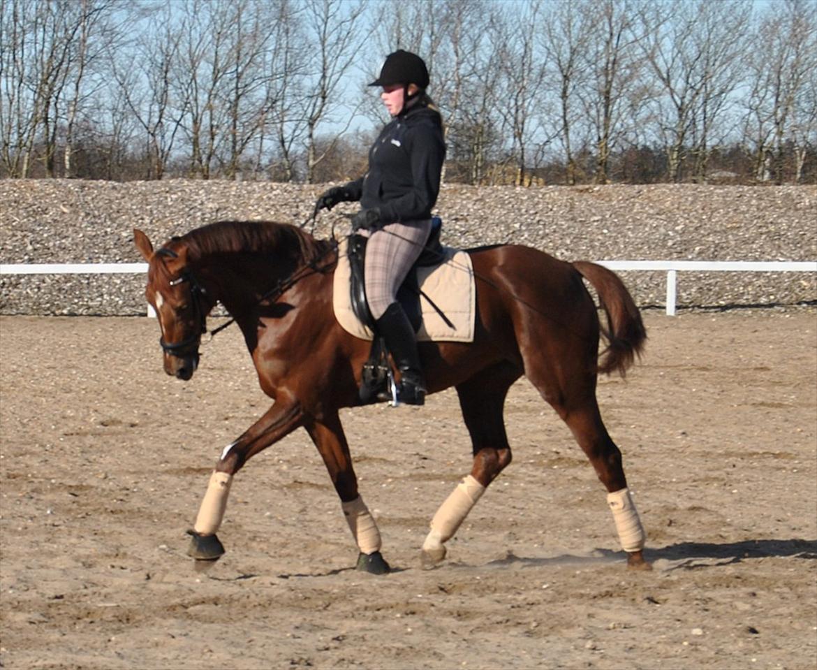Hollandsk Varmblod Zafira - Træning.. - Februar 2012
Foto: Sabrine Sørensen billede 6