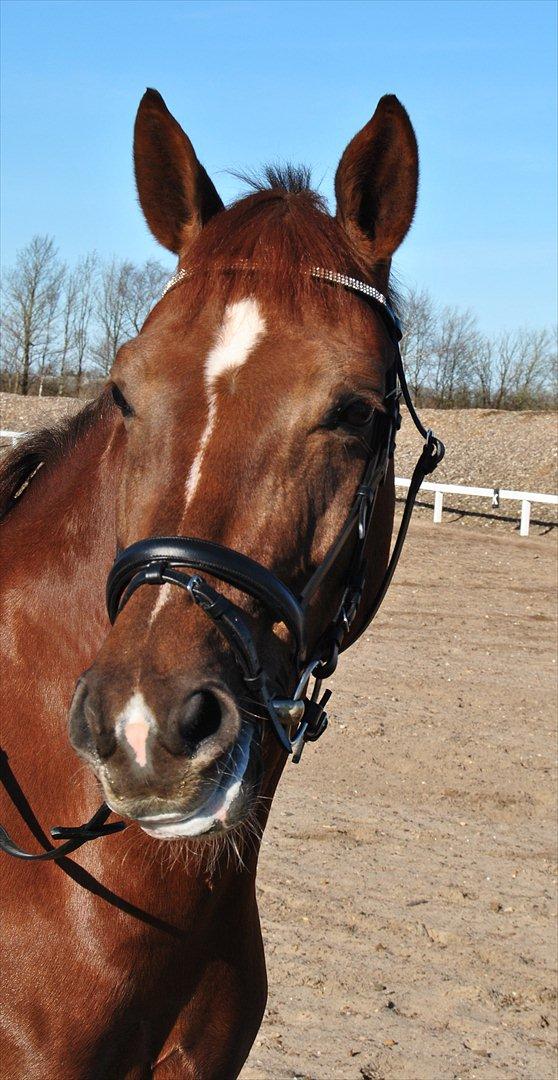 Hollandsk Varmblod Zafira - Træning.. - Februar 2012
Foto: Sabrine Sørensen billede 10