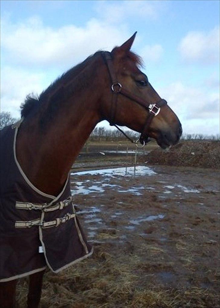 Hollandsk Varmblod Zafira - Folden.. - Februar 2012
Foto: Camilla Martensen billede 2