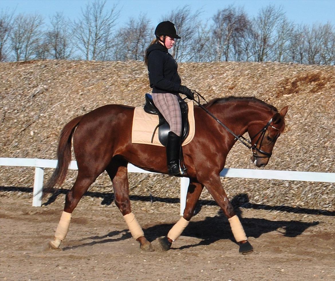 Hollandsk Varmblod Zafira - Træning.. - Februar 2012
Foto: Sabrine Sørensen billede 7