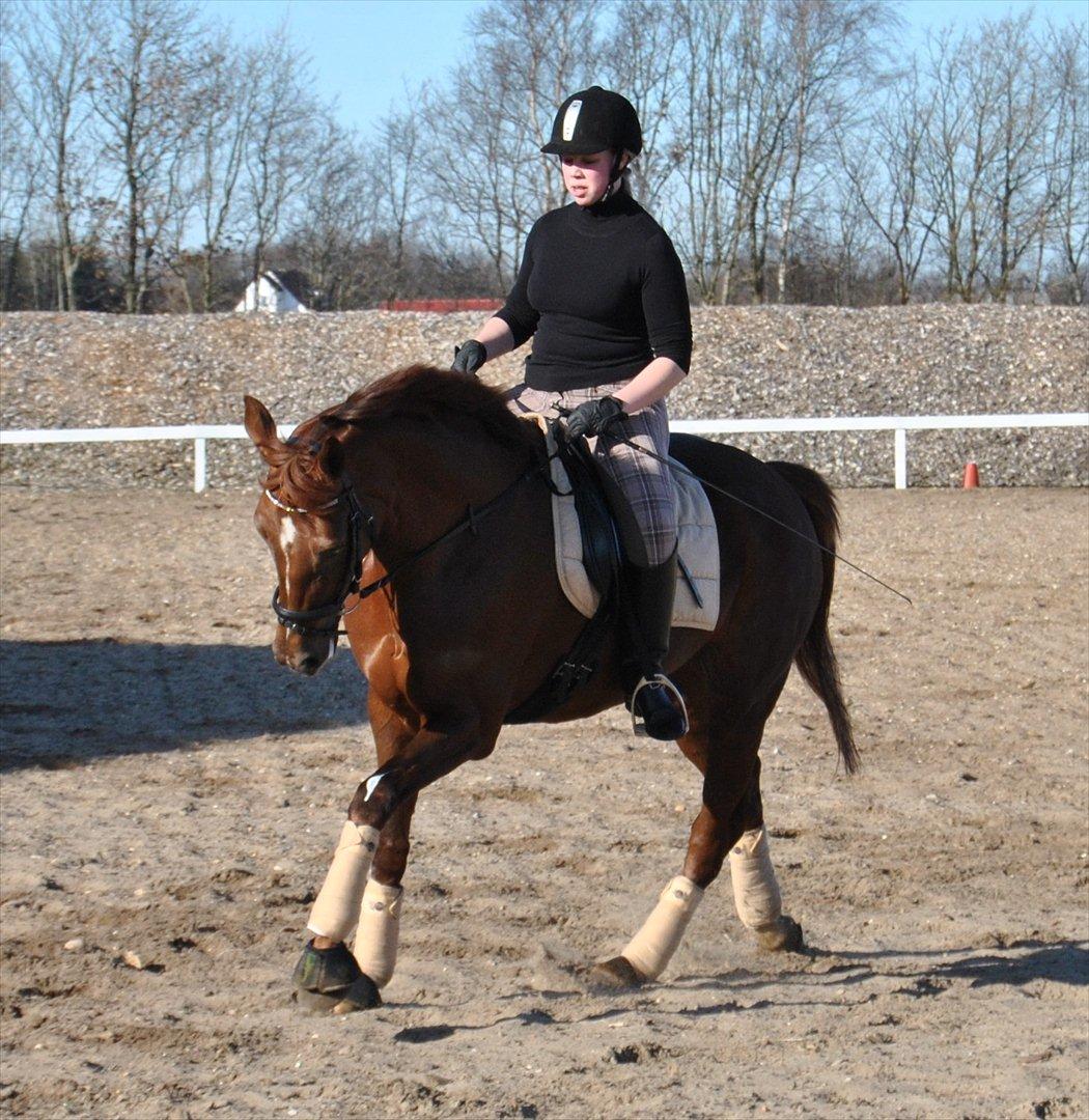 Hollandsk Varmblod Zafira - Træning.. - Februar 2012
Foto: Sabrine Sørensen billede 8