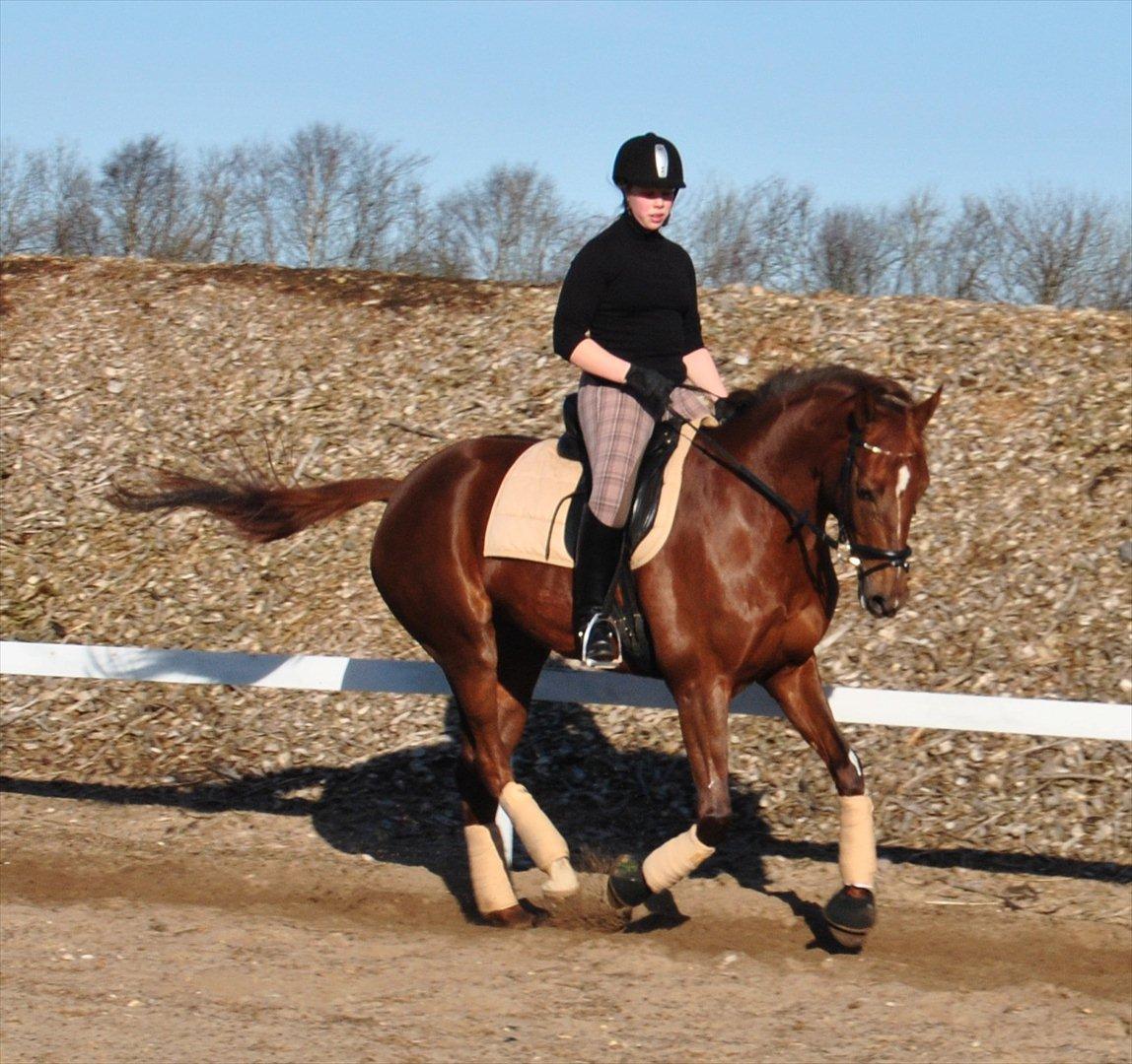 Hollandsk Varmblod Zafira - Træning.. - Februar 2012
Foto: Sabrine Sørensen billede 9