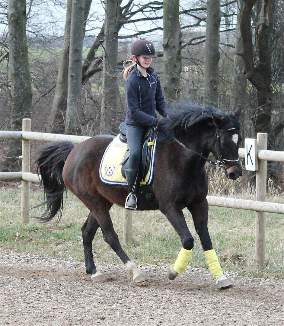 Anden særlig race Sillemoes Luci - Galop d. 5/3 2012
Mester fotograf: (Paula)
Smukke ponze :-D billede 9