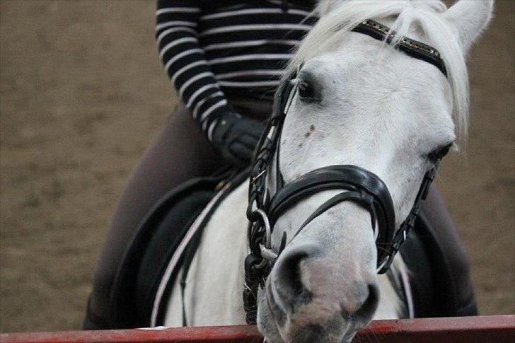 Arabisk fuldblod (OX) Habibi - Velkommen Til Habibi's Profil. billede 1