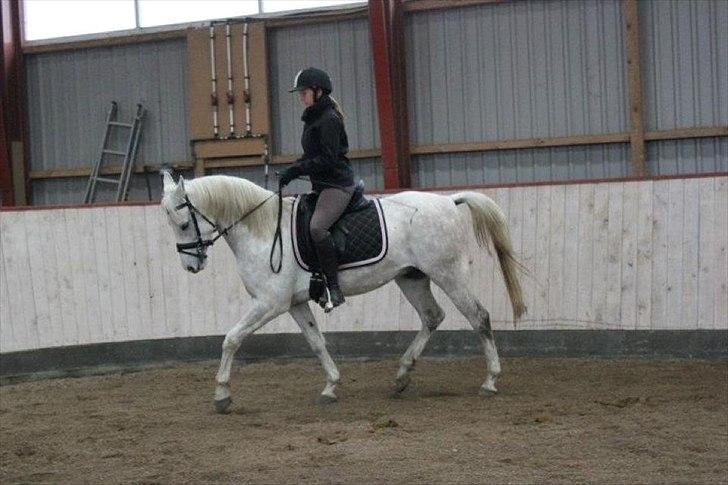 Arabisk fuldblod (OX) Habibi - Lidt Dressur. billede 2