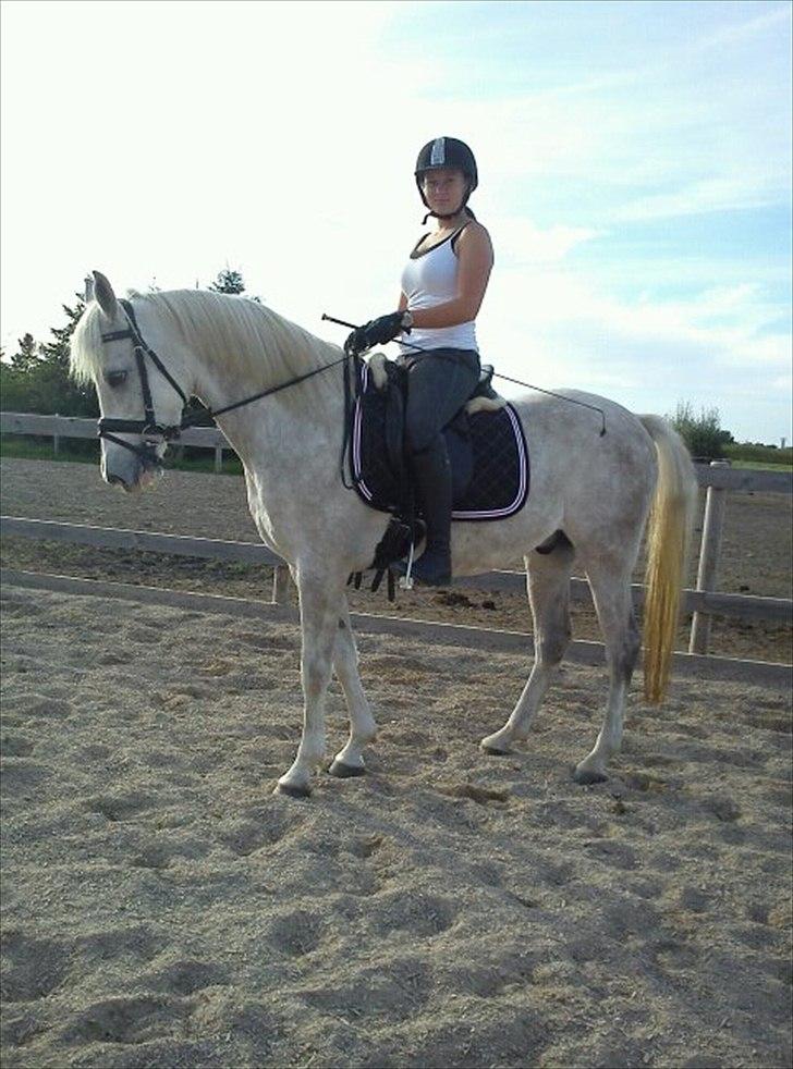 Arabisk fuldblod (OX) Habibi - En Dejlig Dag Med En Dejlig Hest. billede 3