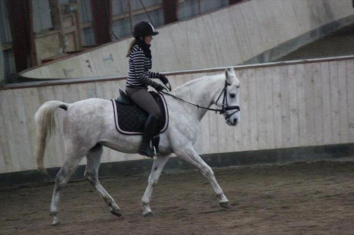 Arabisk fuldblod (OX) Habibi - Mere Dressur. billede 4