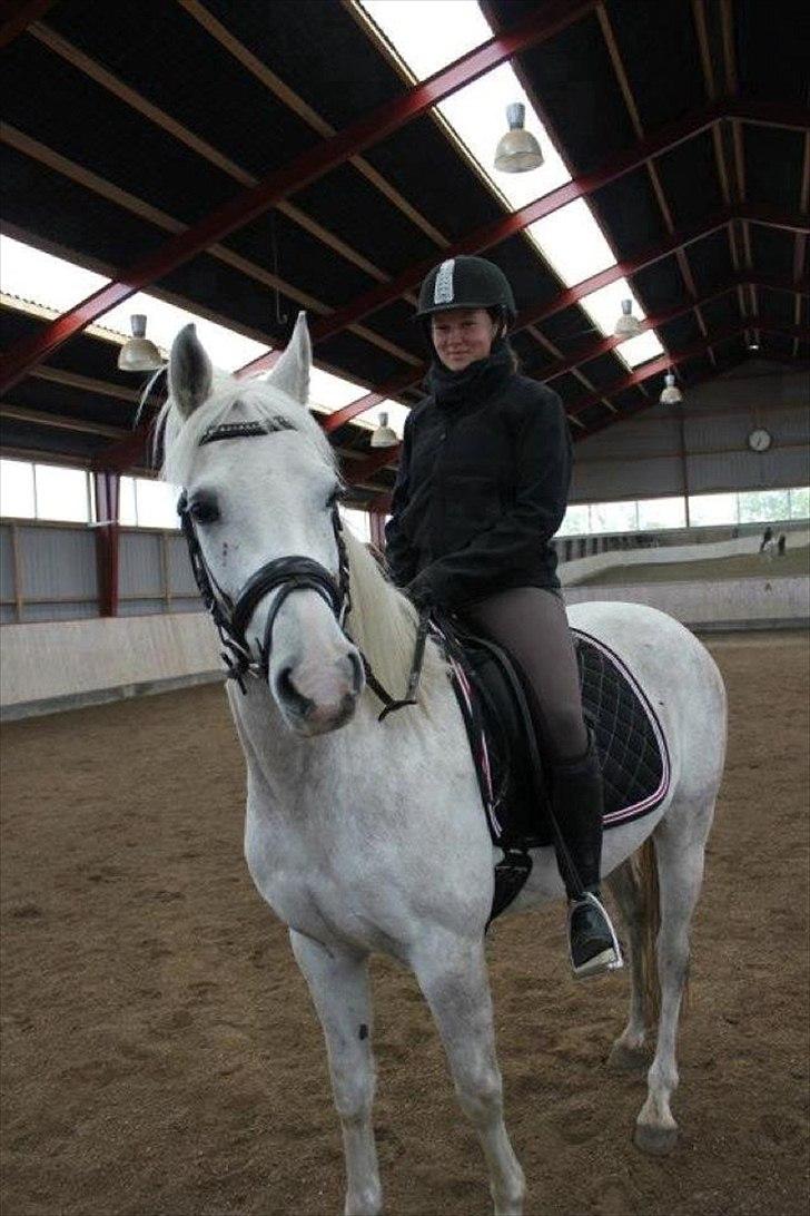 Arabisk fuldblod (OX) Habibi - Så Er Der Pause. billede 5