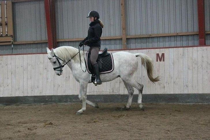 Arabisk fuldblod (OX) Habibi - Bibsen. billede 6