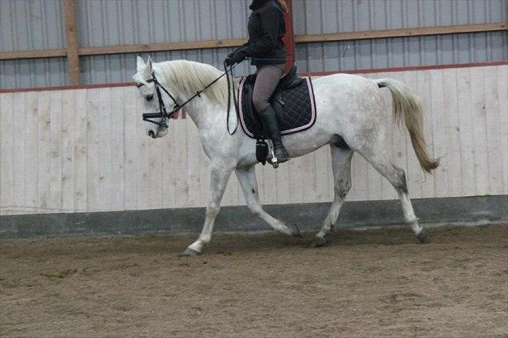 Arabisk fuldblod (OX) Habibi - ... billede 7