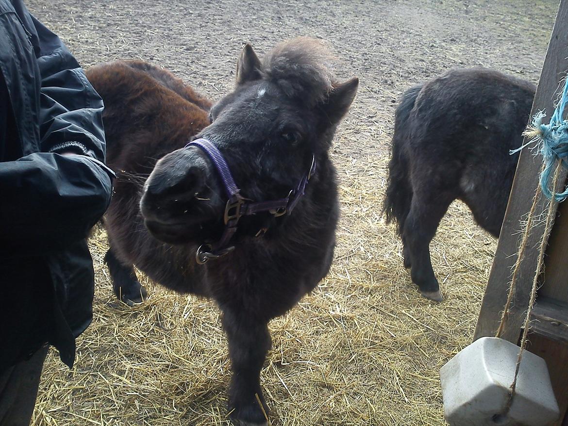 Shetlænder Madonna - Hva laver du??
det ser lidt spænede ud =) billede 2