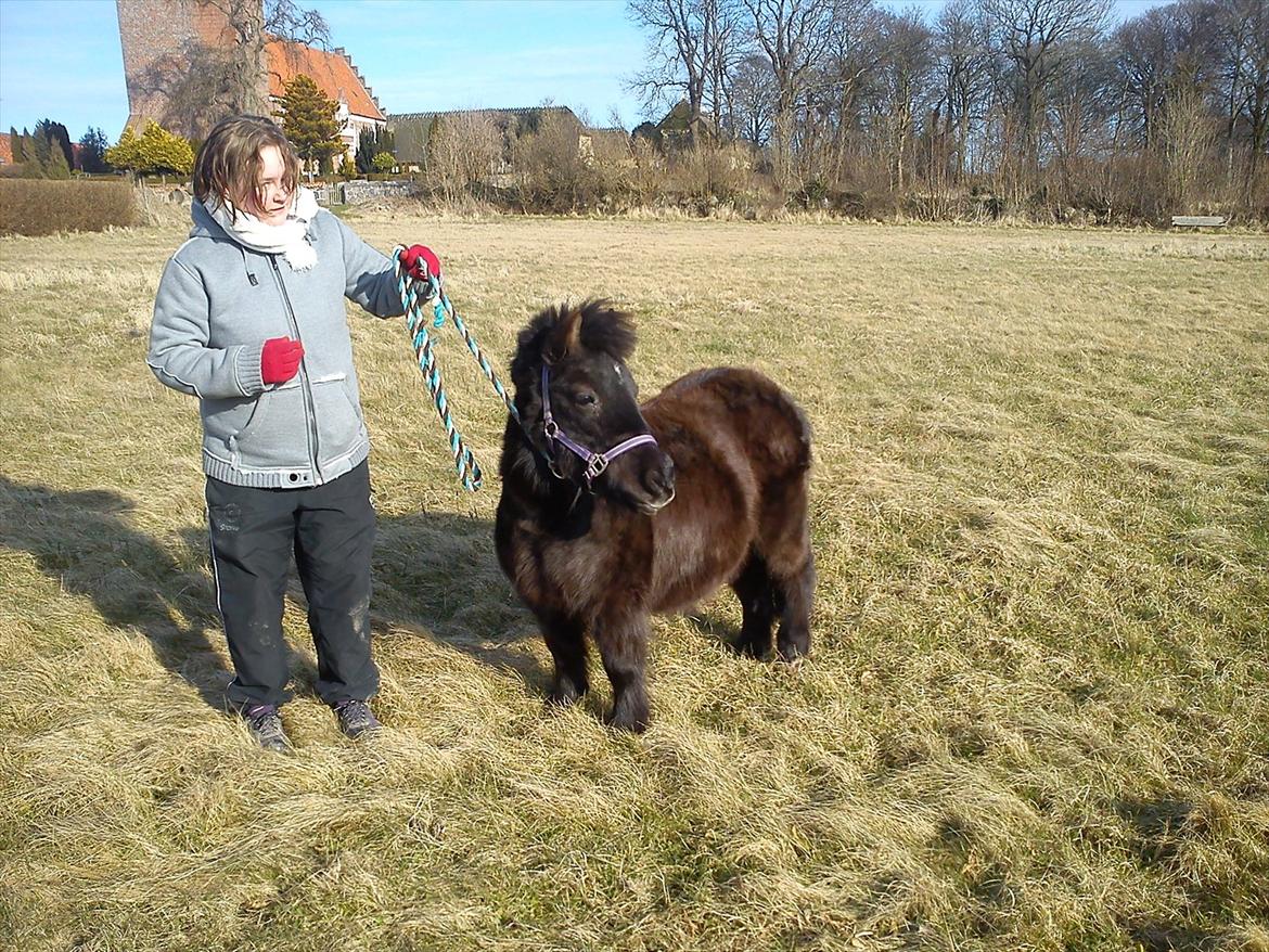 Shetlænder Madonna billede 3