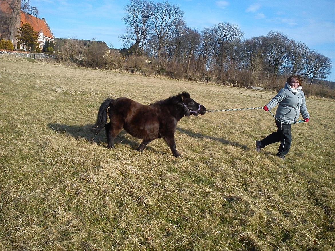 Shetlænder Madonna - stoooop kan ikke mere det er alt for hårdt... billede 4