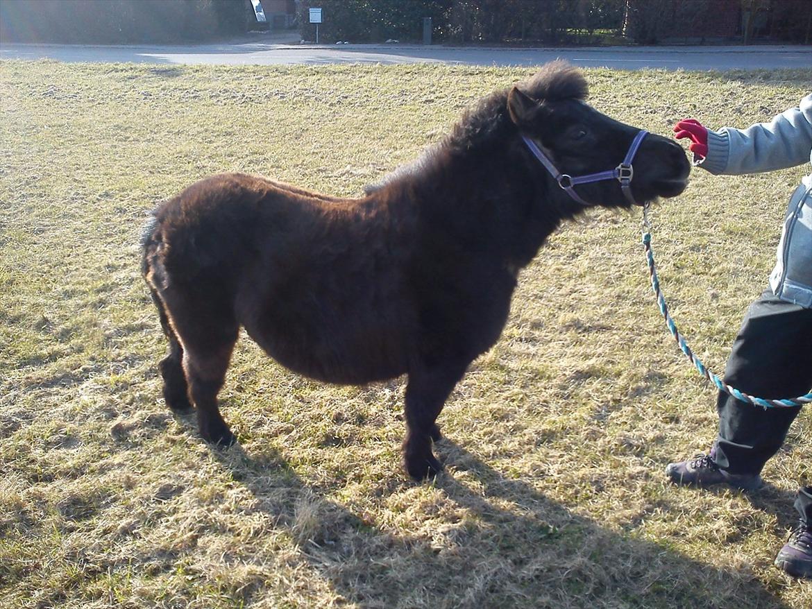Shetlænder Madonna billede 5