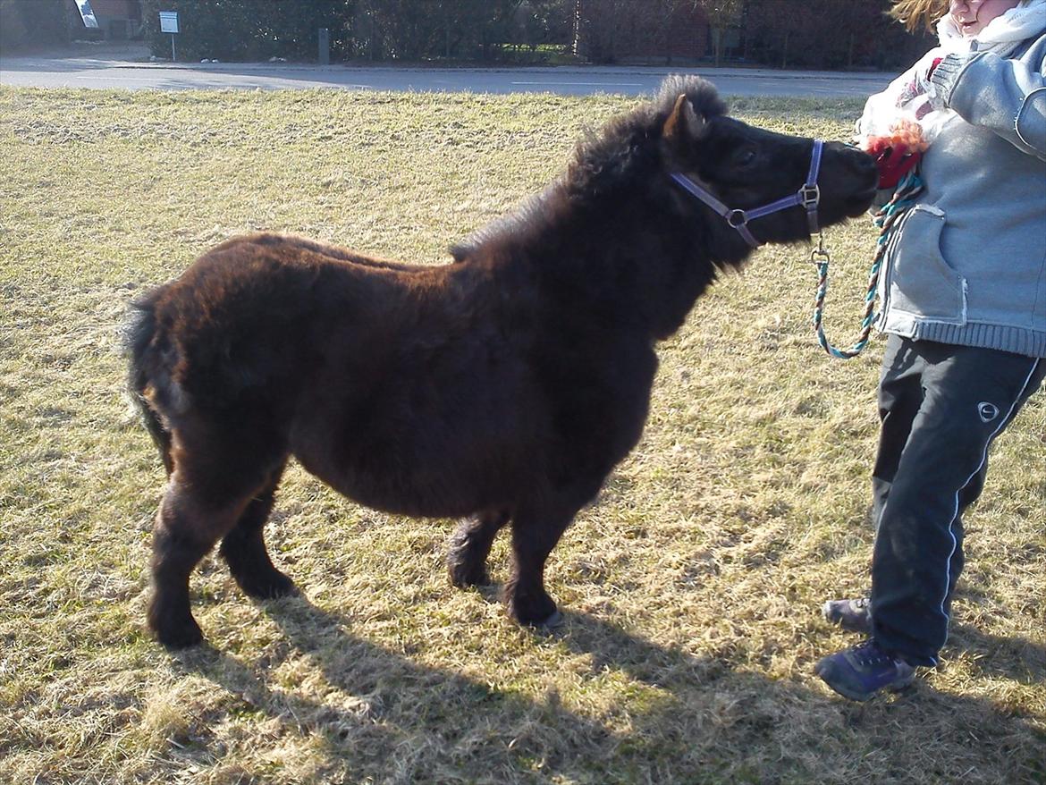 Shetlænder Madonna - mmmm...gulerødder =P billede 6