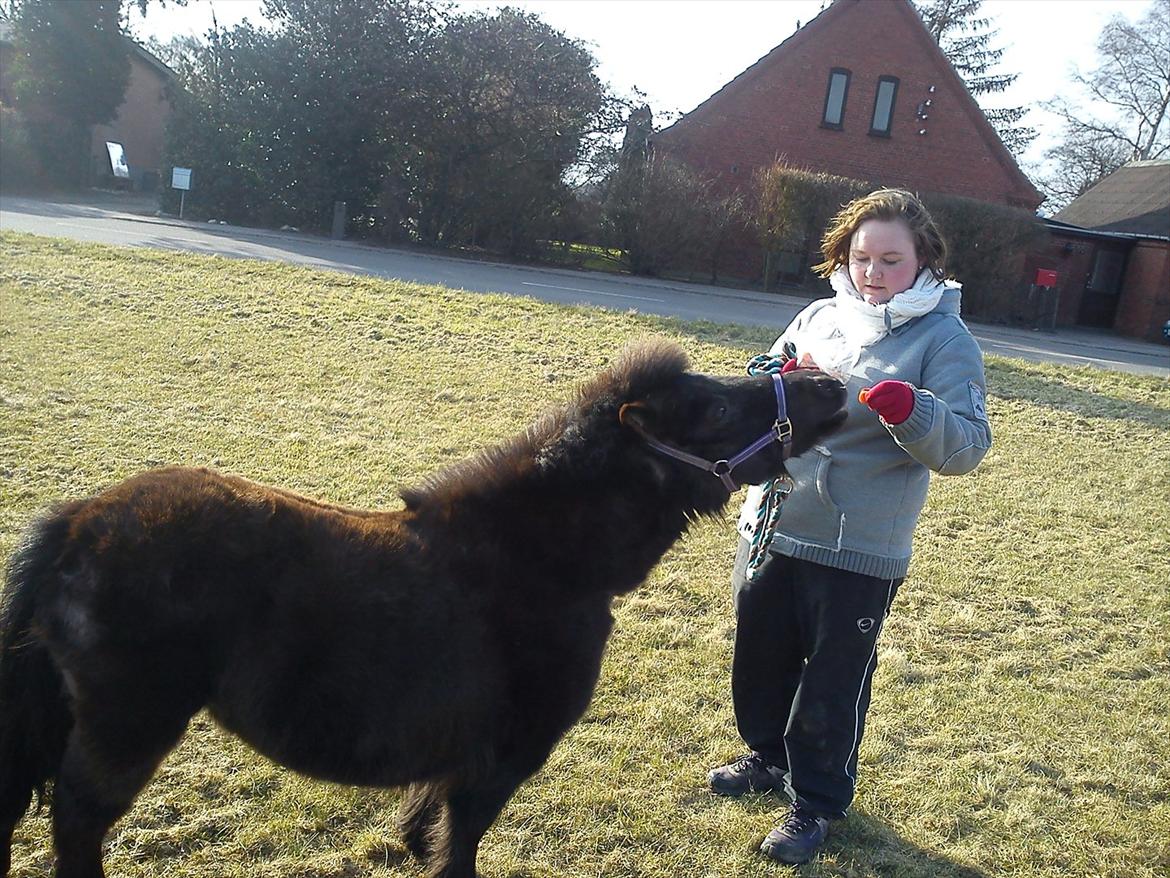 Shetlænder Madonna - gi mig gi mig gi mig =) billede 7
