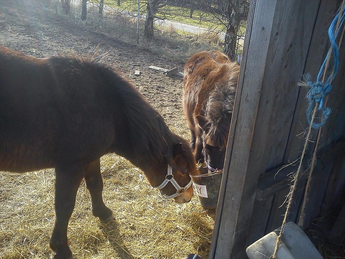 Anden særlig race Jolly Jumper - Heeey det er min foderspand kan du måske ikke se der står Jolly på den? billede 17
