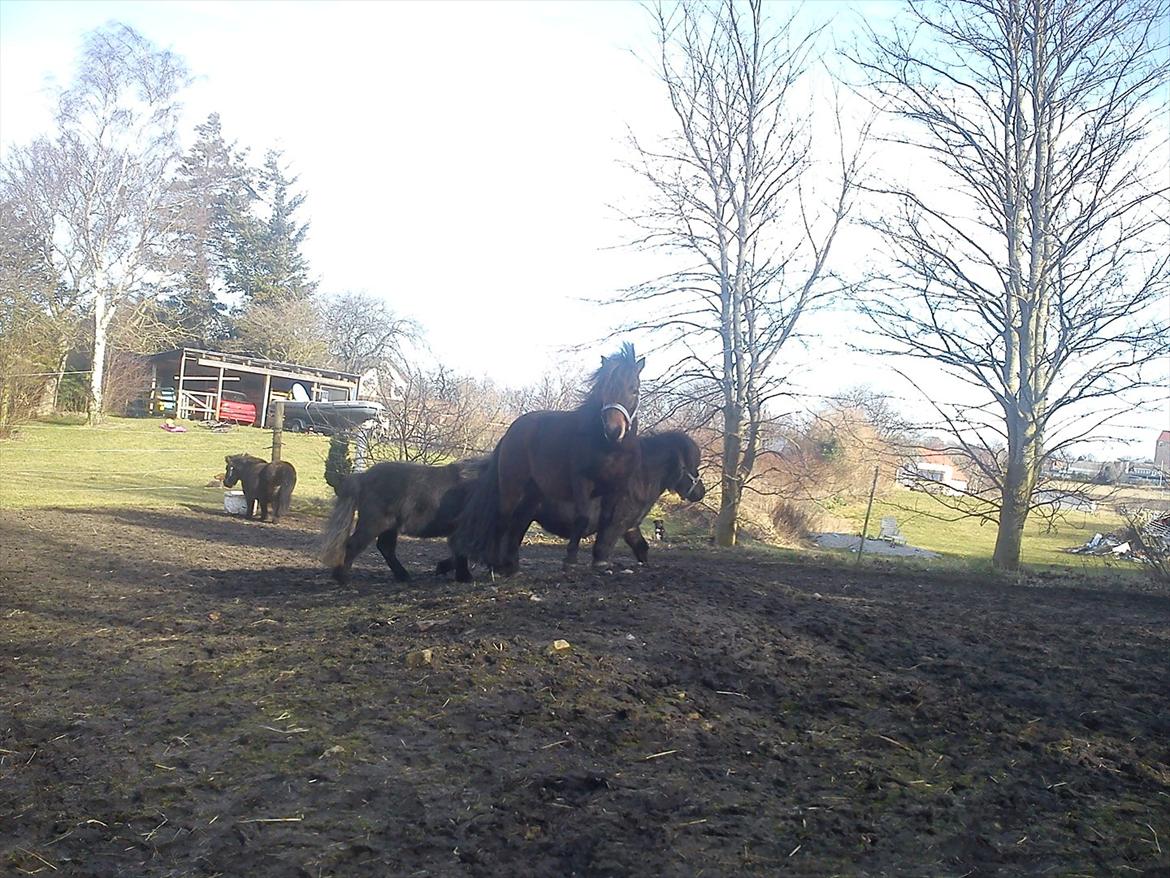 Anden særlig race Jolly Jumper - se jeg står på bjerg?? billede 19