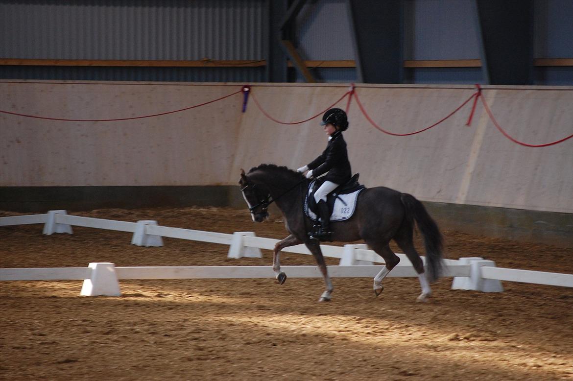 Welsh Pony (sec B) Silver A-pony - Stævne i Herning.
Fik en 2 plads med 70% <3<3<3< billede 16