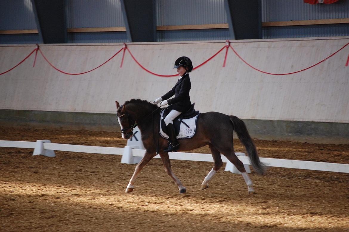 Welsh Pony (sec B) Silver A-pony - Stævne Herning
 billede 17