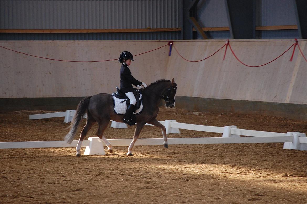 Welsh Pony (sec B) Silver A-pony - Stævne Herning
 billede 18