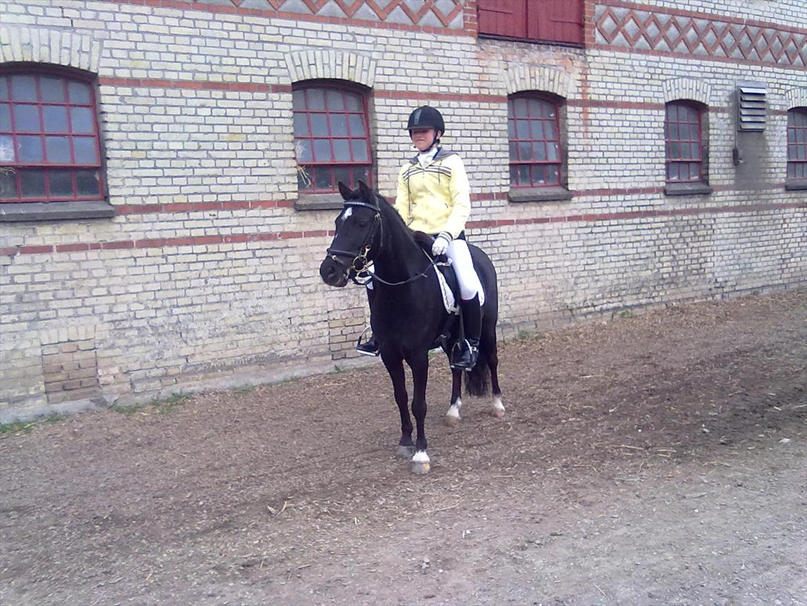 Dartmoor Bastian *Solgt* - Bastian til stævne på jonstrupgården. billede 10