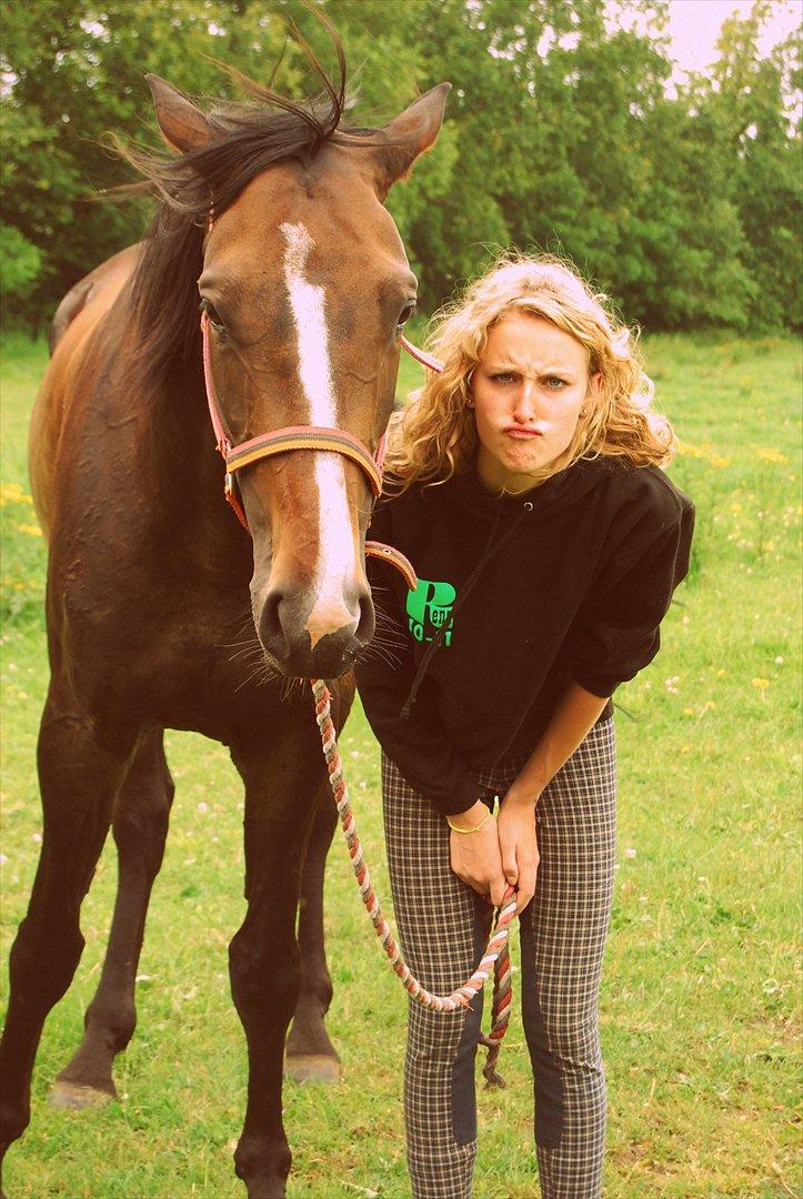 Dansk Varmblod High Power D - Sur..sur..sur... lille bi omkring <3  billede 5