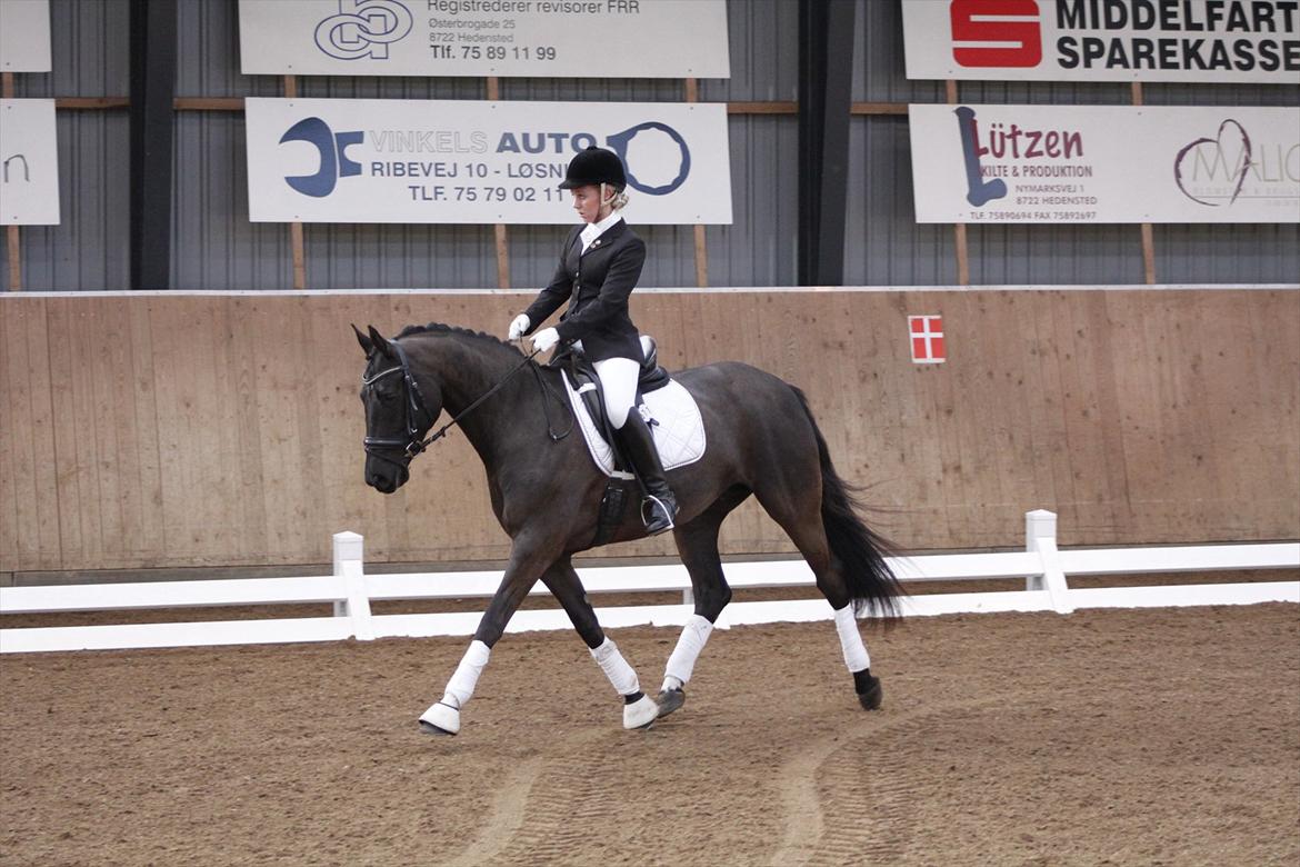 Dansk Varmblod Skovlunds De Nice - Stjernen til hendes første udenbys inddørs stævne :-) 4 plads ud af 15 i LC1 :-) <3
Foto: Anne Mikkelsen billede 6