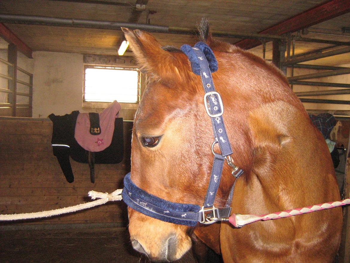 Anden særlig race philina billede 13