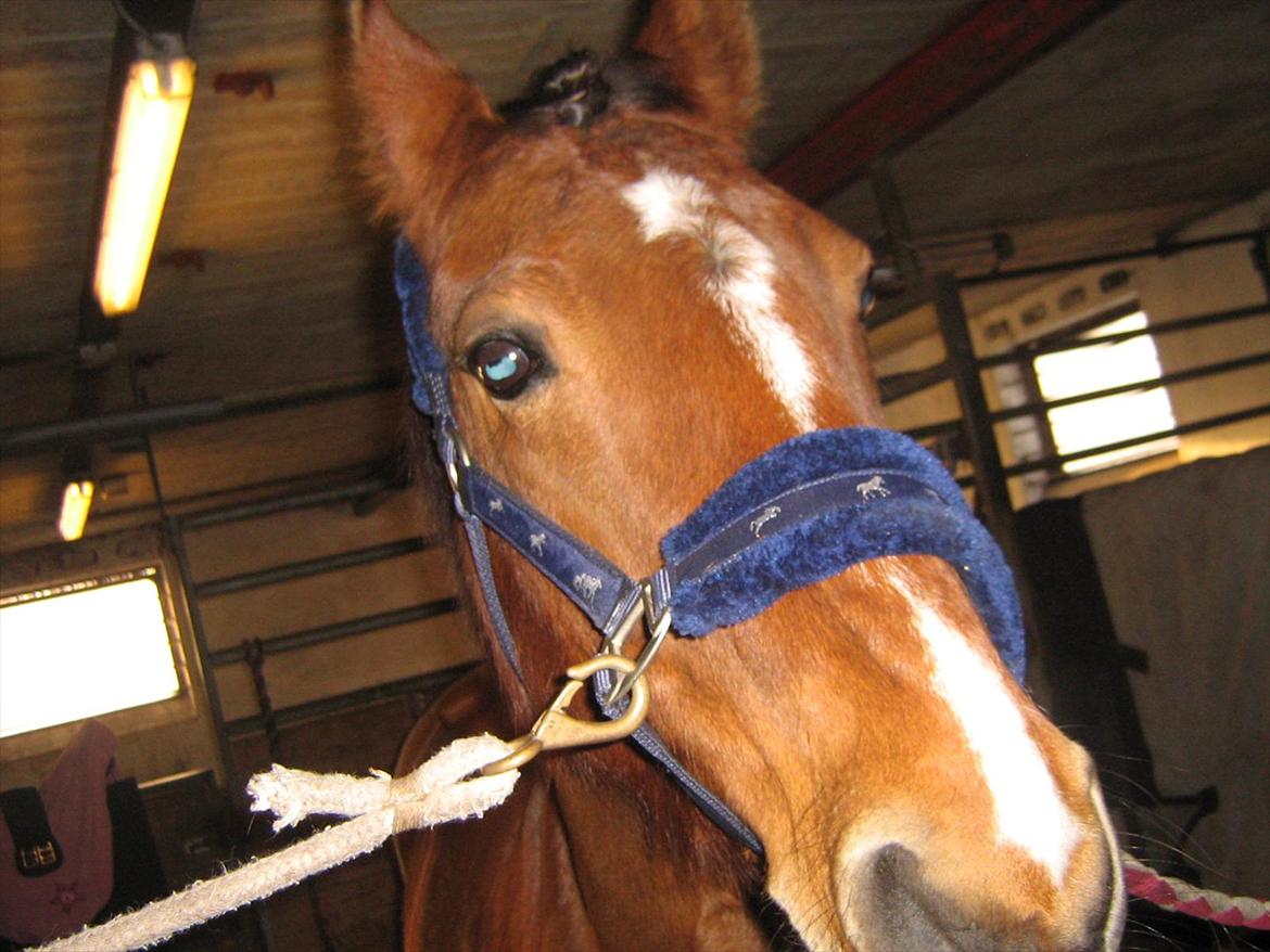 Anden særlig race philina billede 14