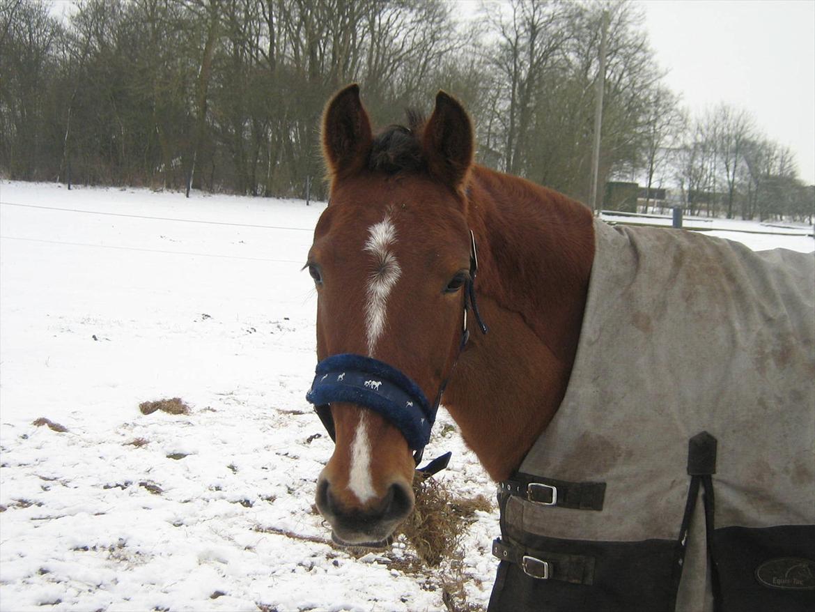 Anden særlig race philina billede 15
