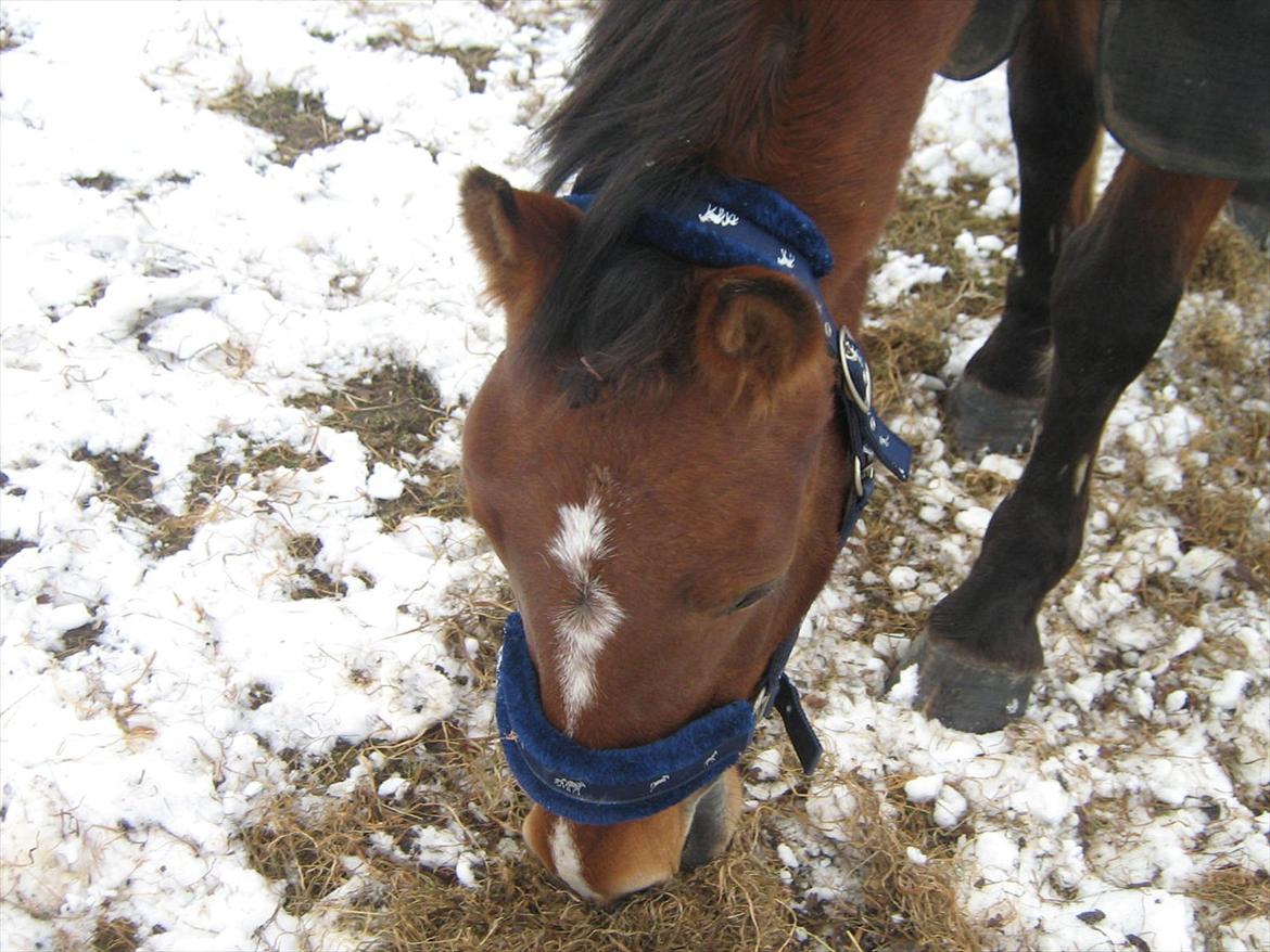 Anden særlig race philina billede 19