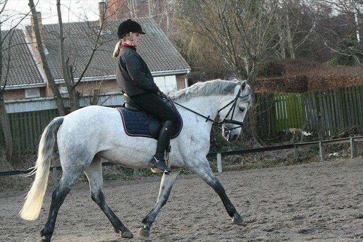 Connemara | Nørlunds Irish Rose | Made in heaven - Dressur marts 2012 billede 18