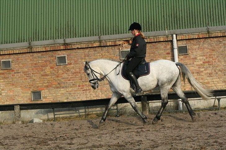 Connemara | Nørlunds Irish Rose | Made in heaven - Dressur 2012 :))  billede 19