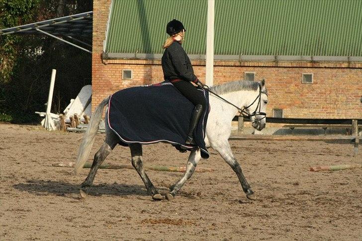 Connemara | Nørlunds Irish Rose | Made in heaven - Dressur 2012 billede 15