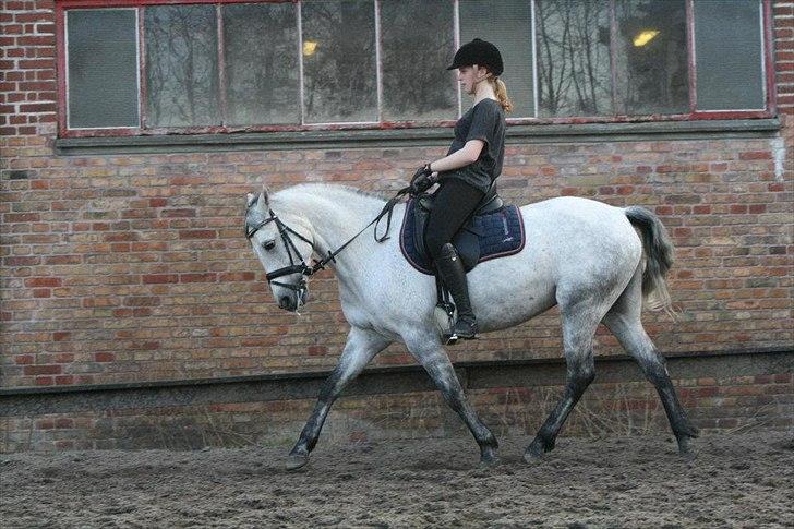 Connemara | Nørlunds Irish Rose | Made in heaven -  Rose og jeg dressur marts 2012 billede 4