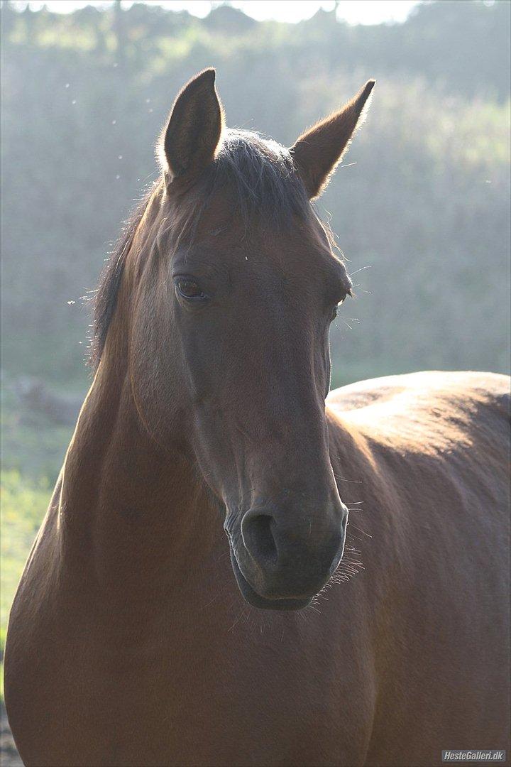 Anden særlig race Amanda billede 1