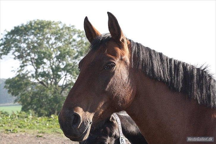 Anden særlig race Amanda billede 2